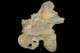 Spinosaurus Cervical Vertebra With Stand - Morocco #113038-3